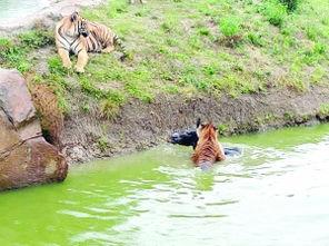 海南动物园爆料案件最新,惊曝动物虐待事件引发社会关注